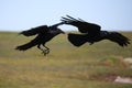 Two black crows in flight.