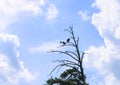 Two black crows on a tree