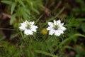 Two Black cumin or Nigella sativa annual flowering plants with unusual delicate white flowers surrounded with pointy light green