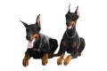 Two black dobermans Royalty Free Stock Photo