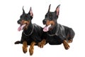 Two black dobermans Royalty Free Stock Photo