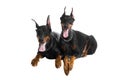 Two black dobermans Royalty Free Stock Photo