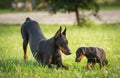 Two black dobermans on the grass Royalty Free Stock Photo