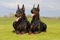 Two black dobermans Royalty Free Stock Photo