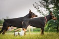 Two black dobermans Royalty Free Stock Photo