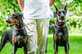 Two black dobermans. Man walks in the park two pureblood Dobermanns