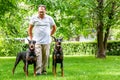 Two black dobermans. Man walks in the park two pureblood Dobermanns Royalty Free Stock Photo