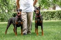 Two black dobermans. Man walks in the park two pureblood Dobermanns