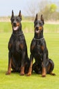 Two black dobermans Royalty Free Stock Photo
