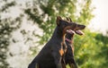Two black dobermans Royalty Free Stock Photo