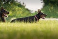 Two black dobermans Royalty Free Stock Photo