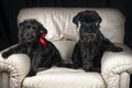 two black dogs sit on a white armchair Royalty Free Stock Photo