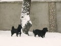 Two black dogs on the winter snow Royalty Free Stock Photo