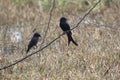 two black drongos who sit on a dry branch on a meadow