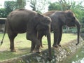 Two Black Elephants