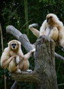 Two Black Faced Capuchin Monkeys