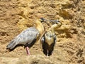 Two black-faced Ibis on rock