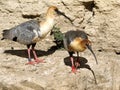 Two black-faced Ibis on rock