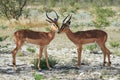 Two black faced impala Aepyceros melampus petersi