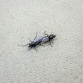 Two black flies mating, Poland