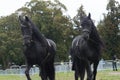 Two black friesian horse on equestrian show in run Royalty Free Stock Photo