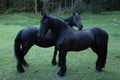 Two black Frisian horses on a green grass