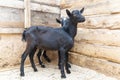 Two black goats with and without horns are standing in wooden shed. Agriculture. Mammals, livestock breeding. Goat& x27;s Royalty Free Stock Photo