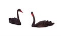 Two black graceful Swan floating on a white background Royalty Free Stock Photo