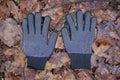 two black gray work gloves lie on the ground in brown fallen leaves Royalty Free Stock Photo