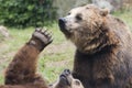 Two Black grizzly bears while fighting Royalty Free Stock Photo