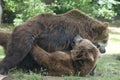 Two black grizzly bears while fighting Royalty Free Stock Photo