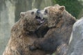 Two black grizzly bears while fighting Royalty Free Stock Photo