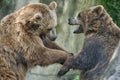 Two black grizzly bears while fighting Royalty Free Stock Photo