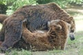 Two black grizzly bears while fighting Royalty Free Stock Photo