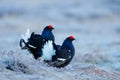 Two black grouse, detail head portrait. Black Grouse, Tetrao tetrix, lekking black bird in marshland, red cap head, animal in