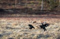 Two Black Grouse fighting at lek with one black grouse soft in the background, at sunrise in spring, april, in Norway Royalty Free Stock Photo
