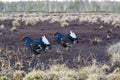 Two black grouse on morning swamp. Spring colors of moors with black grouse, blackcock, Black Grouse lek, bog Royalty Free Stock Photo