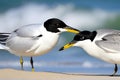 Two Black-headed Gulls (Chroicocephalus ridibundus) standing on the beach. Generative AI Royalty Free Stock Photo