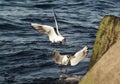 Two black-headed gulls  fighing foor food near the water surface Royalty Free Stock Photo