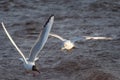 Two black-headed gulls in the flight over the wavy water Royalty Free Stock Photo