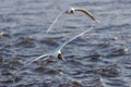 Two black-headed gulls in the flight over the wavy water Royalty Free Stock Photo