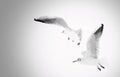Two black-headed gulls flying Royalty Free Stock Photo