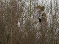 Two black-headed gulls and a gray heron in flight Royalty Free Stock Photo