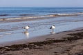 Two small laughing seagulls waiting in line at seaside. Royalty Free Stock Photo