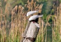 two black-headed gulls sitting on a pillar in an original way Royalty Free Stock Photo
