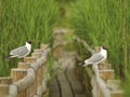 Two black-headed gulls sitting on the railings of wooden path Royalty Free Stock Photo