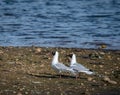 Two Black Headed Gulls on a small island Royalty Free Stock Photo