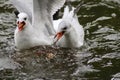 Black Headed Gulls (Chroicocephalus Ridibundus) f Royalty Free Stock Photo