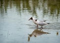 Two black-headed gulls standing in the lake and squarreling - nationalpark Neusiedlersee Seewinkel Burgenland Royalty Free Stock Photo