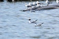 Two black headed gulls Royalty Free Stock Photo